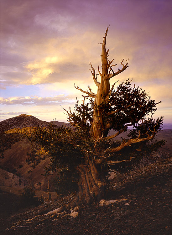 bristlecone.jpg