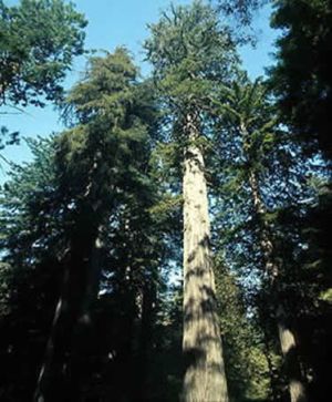 click here to climb the tallest tree